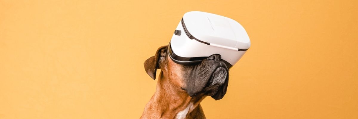 Smart Pet Gadgets: Enhance Your Pet's Life with Innovation