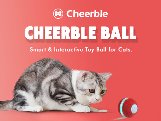 Cheerble Interactive Cat Toy Review: Best Budget Cat Toy of 2025